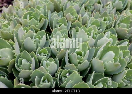 Sedum ‘Autumn Joy’ Stonecrop Autumn Joy – feuilles dentées bleues glaceuses seulement, mars, Angleterre, Royaume-Uni Banque D'Images