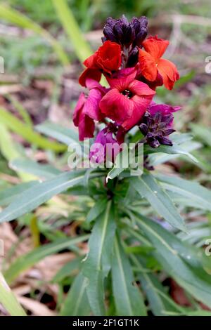 Erysimum cheiri « Orchid d'hiver » Wallflower Orchid d'hiver – grappes de fleurs pourpres, rouges et orange, mars, Angleterre, Royaume-Uni Banque D'Images