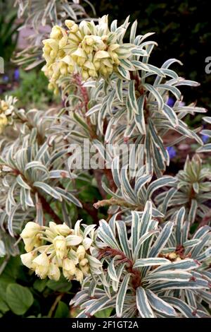 Euphorbia chacias ‘Tigre de Tasmanie’ Spurge Tigre de Tasmanie – fleurs jaunes crémeuses et feuilles en forme de lance variégées, mars, Angleterre, Royaume-Uni Banque D'Images