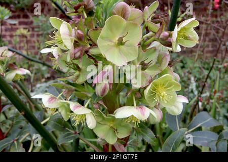 Helleborus lividus bleu-gris hellebore – une fleur en forme de bol vert pâle bordée de rose sur des tiges rouges, mars, Angleterre, Royaume-Uni Banque D'Images