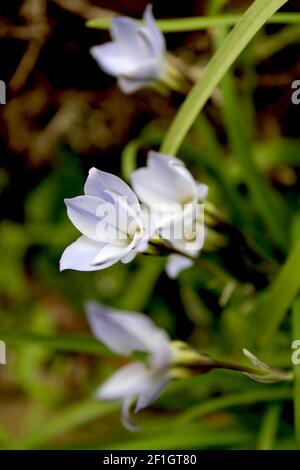 Tristagma / Ipheion uniflorum ‘Album’ étoile blanche de printemps – fleurs blanches en forme d’étoile et feuillage herbacé, mars, Angleterre, Royaume-Uni Banque D'Images
