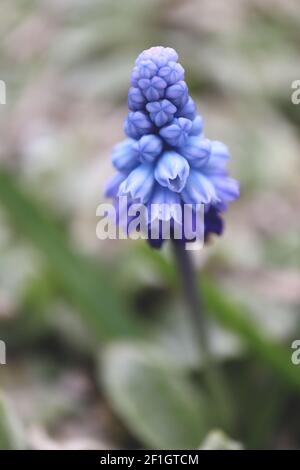 Muscari azureum azure jacinthe de raisin - minuscules fleurs bleu pâle en forme d'urne avec des rayures bleues, mars, Angleterre, Royaume-Uni Banque D'Images