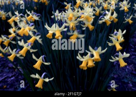 Narcisse 'Trena' / Daffodil Trena Division 6 Cyclamineus daffodils jonquilles avec pétales blancs balayés et longues trompettes jaunes, mars, Angleterre, Banque D'Images