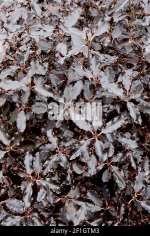 Pittosporum tenuifolium ‘Tom Thumb’ Kohuhu Tom Thumb – petites feuilles noires bordeaux brillantes incurvées, mars, Angleterre, Royaume-Uni Banque D'Images