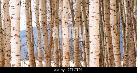 Socle d'arbres à contraste élevé gros plan sur les écorces d'arbres Banque D'Images