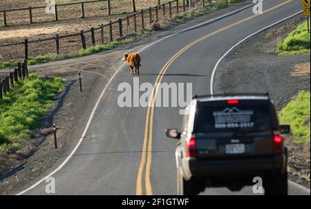 A Cow arrête Traffice Loose sur l'autoroute à l'extérieur de Ranch Banque D'Images