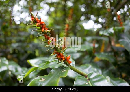 Voyage sur l'île de la Réunion Banque D'Images
