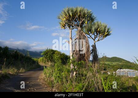 Voyage sur l'île de la Réunion Banque D'Images