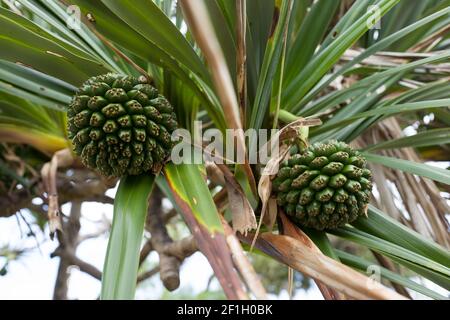 Voyage sur l'île de la Réunion Banque D'Images