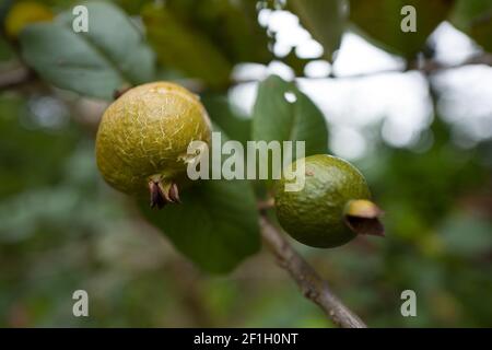 Arbre fruitier de la passion - voyage sur l'île de la Réunion Banque D'Images