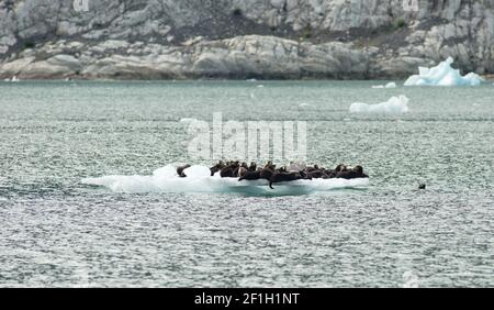 Un groupe de lions de phoques sauvages Huddle sur un Iceburg Banque D'Images