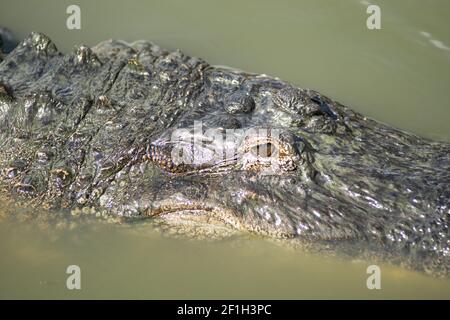 Eau de lecture des alligators des marais faune du Sud Banque D'Images