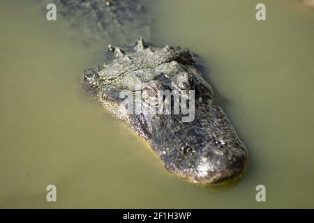 Eau de lecture des alligators des marais faune du Sud Banque D'Images