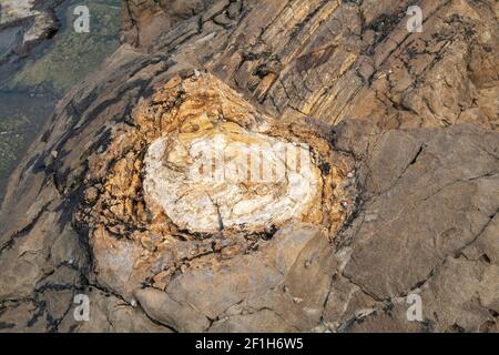 Tronc d'arbre préhistorique fossilisé à Curio Bay, près, site d'une forêt pétrifiée de quelque 180 millions d'années, fossiles de l'époque Jurasic, Nouvelle-Zélande Banque D'Images