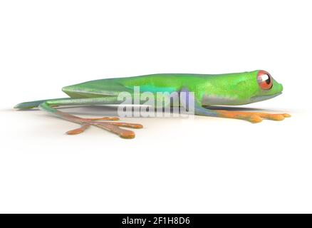 Grenouille d'arbre à œil rouge de la forêt tropicale du Costa Rica isolée sur blanc. Vue latérale. Agalychnis callidrias. illustration 3d Banque D'Images