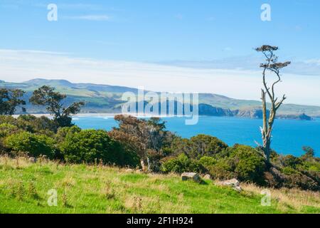 Paysage avec des arbres indigènes de Nouvelle-Zélande comme Totara, matai et le Beech argenté sur les collines de la baie de Tahakopa, Papatowai Banque D'Images