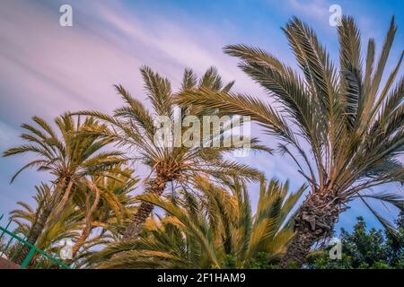 Palmiers tropicaux en Canaries Banque D'Images