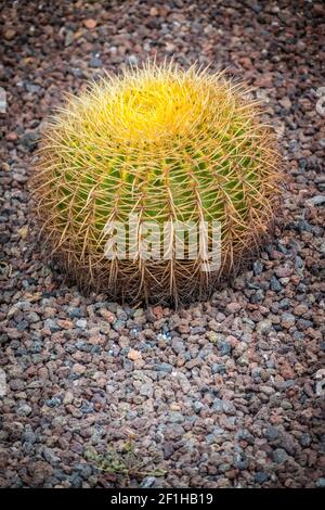 Grand cactus des Canaries Banque D'Images