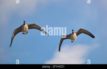 Deux geee du Canada (Branta canadensis) en vol, Calgary, Ingewood Bird Sanctuary, Alberta, Canada Banque D'Images