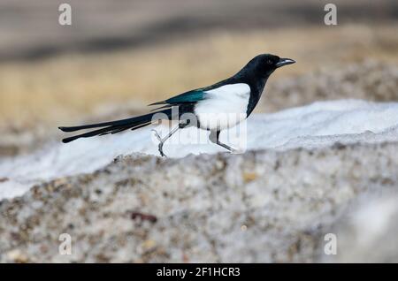 Magpie à bec noir (Pica pica), Calgary, Inglawood Bird Sanctuary, Alberta, Canada Banque D'Images