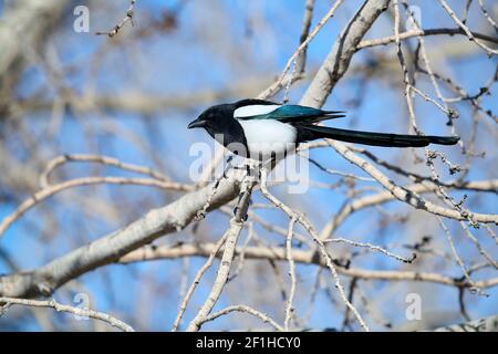 Magpie à bec noir (Pica pica), Calgary, Inglawood Bird Sanctuary, Alberta, Canada Banque D'Images
