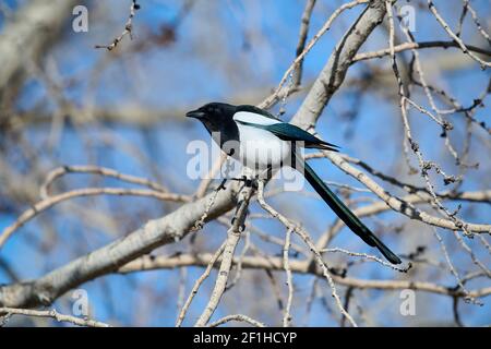 Magpie à bec noir (Pica pica), Calgary, Inglawood Bird Sanctuary, Alberta, Canada Banque D'Images
