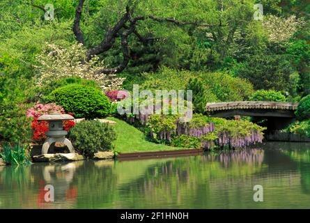 Des fleurs luxuriantes de wysteria printanière, d'azalées, de cornouiller et de poire sont vives contre les feuilles vertes et se reflètent dans l'eau près du pont Banque D'Images