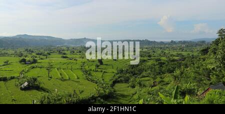 Large panorama de champs de riz vert sur l'île de Bali, Jatiluwih près d'Ubud, Indonésie. Banque D'Images