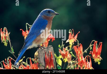 Bluebird perche sur un vieux poste de fencepost entouré par des fleurs de Columbine en pleine floraison, Midwest rural, Missouri, États-Unis Banque D'Images