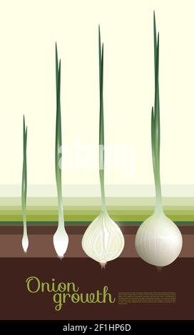 Concept naturel de croissance d'oignon blanc avec étapes de culture de légumes traiter dans une illustration vectorielle de style réaliste Illustration de Vecteur