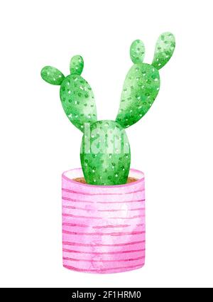 Oreilles de lapin de cactus aquarelle dans un pot décoré de rose Banque D'Images