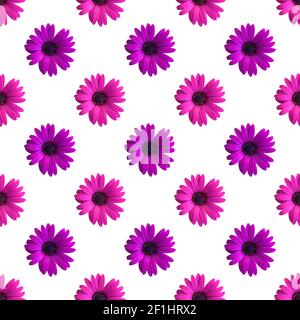 Belle fleur violette et rose têtes de pâquerette motif sans couture sur le fond blanc. Vue de dessus des fleurs Banque D'Images