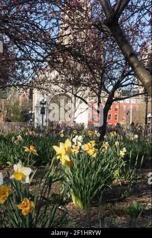 États-Unis, New York City, NY - les jonquilles de Springtime et le Washington Square Arch dans le parc Washington Sqaure Banque D'Images