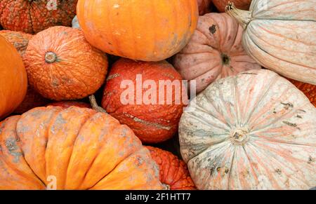 Nous savons que l'automne est là quand les présentoirs pleins de citrouilles Et des gourdes apparaissent sur le marché Banque D'Images