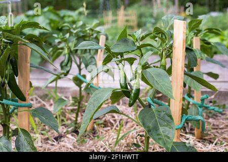 Petits poivrons verts sur les branches qui poussent dans le jardin communautaire. Banque D'Images