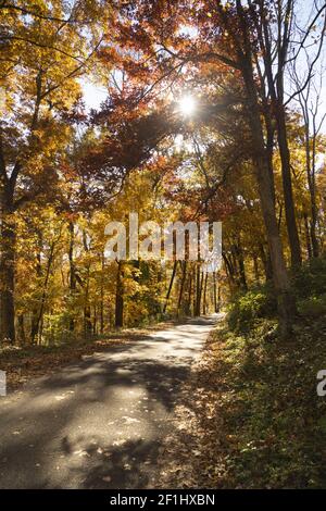 Un pays rural road voyages entre des arbres présentant des couleurs de l'automne à l'approche de l'hiver Banque D'Images