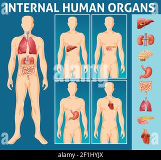 Dessin animé corps humain parties internes concept avec différents organes et leur illustration de vecteur de localisation anatomique Illustration de Vecteur