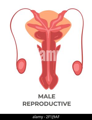 Système de reproduction masculin, soins de santé et médecine Illustration de Vecteur