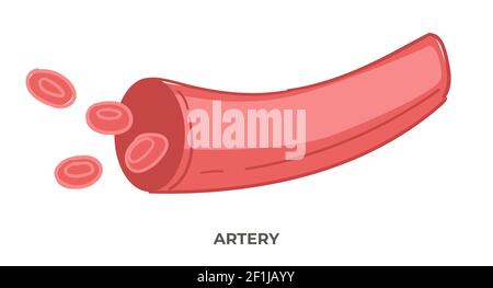 Vaisseaux sanguins artériels, soins de santé et médecine Illustration de Vecteur