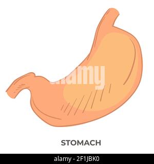 Organe de l'estomac du corps humain, structure anatomique Illustration de Vecteur