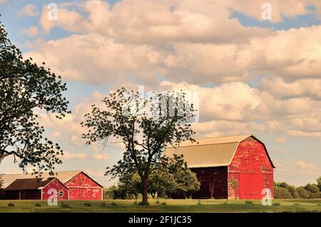 Burlington, Illinois, États-Unis. La grange rouge et les bâtiments de ferme offrent un cadre serein sur une ferme dans le nord-est de l'Illinois. Banque D'Images