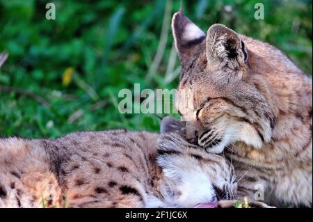 Deux chats de bobs jouent et se relachent au petit zoo de Cosley à Wheaton, Illinois. Banque D'Images