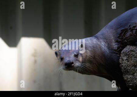 Loutre de rivière nord-américaine (Lontra canadensis) Tête et épaules d'une loutre de rivière nord-américaine regardant à l'appareil photo Banque D'Images