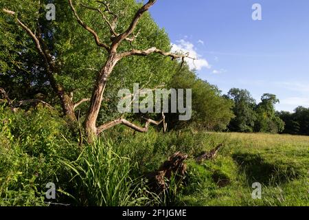 vieux arbre mort et souche entouré de fleurs sauvages et clôture barbelée à côté d'un champ Banque D'Images