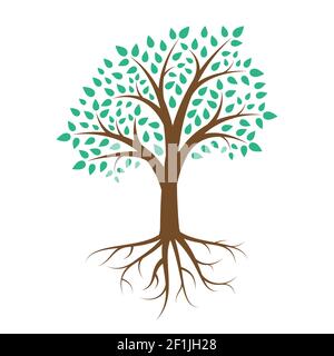 Arbre vert avec feuilles sur fond blanc Illustration de Vecteur