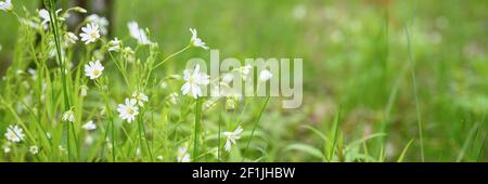 stellaria media est une plante herbacée sauvage avec des fleurs blanches en pleine fleur avec des graminées de prairie. stellaria est utilisé en médecine populaire comme medici Banque D'Images
