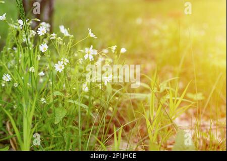 stellaria media est une plante herbacée sauvage avec des fleurs blanches en pleine fleur avec des graminées de prairie. stellaria est utilisé en médecine populaire comme medici Banque D'Images