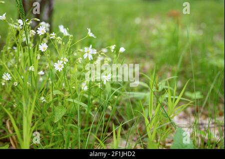 stellaria media est une plante herbacée sauvage avec des fleurs blanches en pleine fleur avec des graminées de prairie. stellaria est utilisé en médecine populaire comme medici Banque D'Images