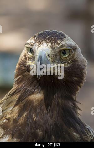 Aigle, oiseau de proie diurne avec beau plumage et bec jaune Banque D'Images