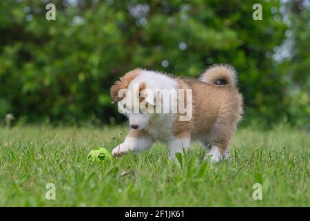 Chien de berger islandais Puppy sur la prairie Banque D'Images